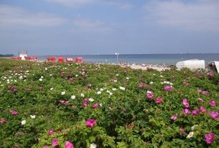Bild 7 Schoenhagen Blumen