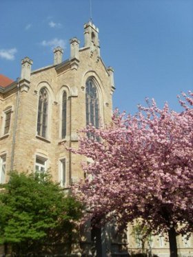 st_bernhard_9